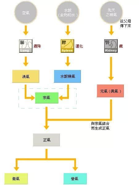 氣而是|中醫的氣是什麼？氣的運動形式和生理功能有哪些